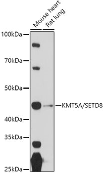 KMT5A/SETD8 Rabbit pAb