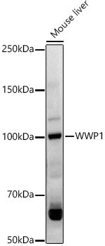 WWP1 Rabbit pAb