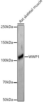 WWP1 Rabbit pAb