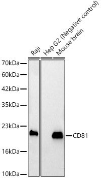 CD81 Rabbit pAb