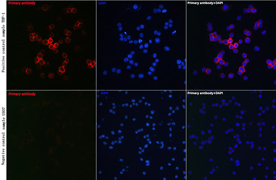 CD81 Rabbit pAb