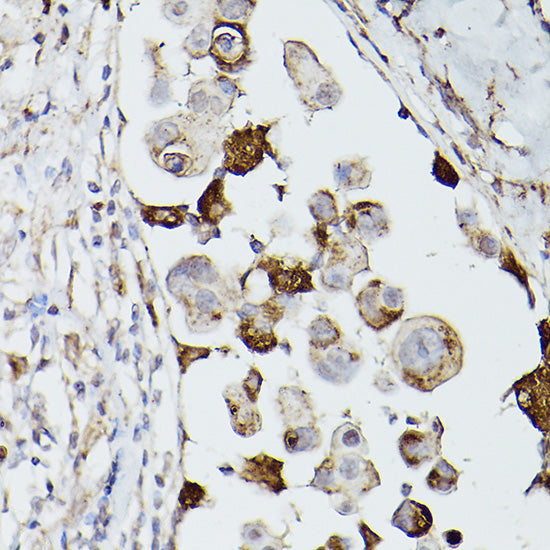 CD63 Rabbit pAb