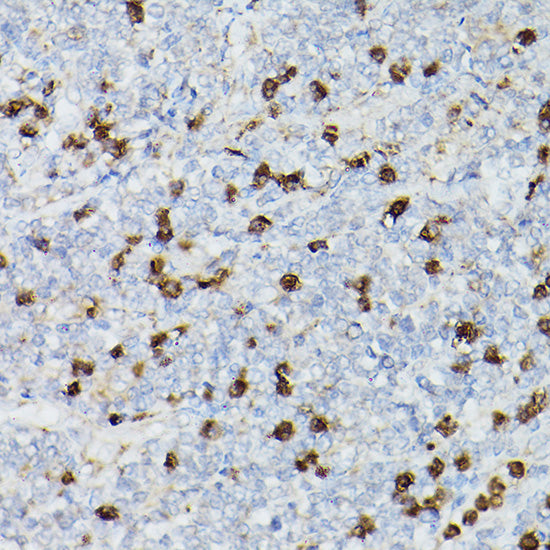 CD63 Rabbit pAb