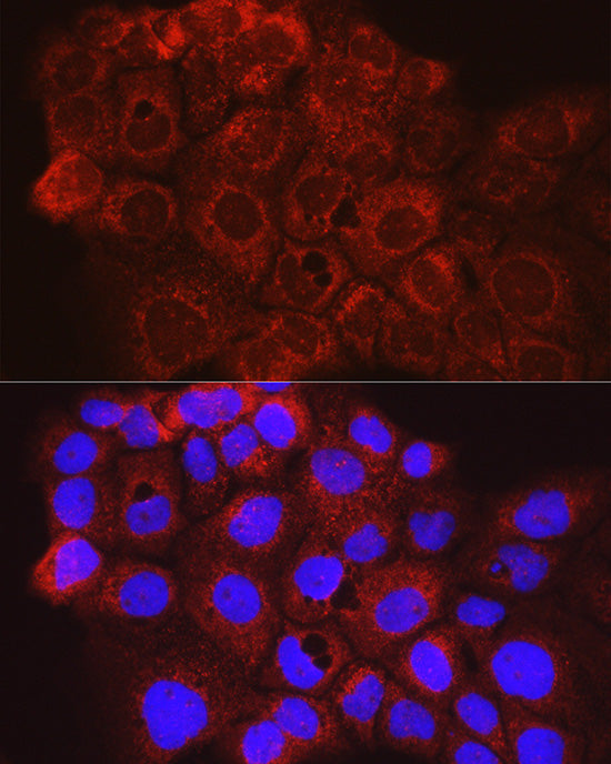 CD63 Rabbit pAb