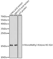 MonoMethyl-Histone H3-K14 Rabbit pAb