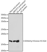 DiMethyl-Histone H3-K14 Rabbit pAb