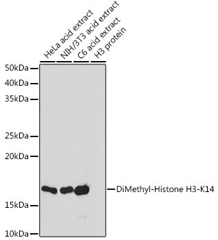 DiMethyl-Histone H3-K14 Rabbit pAb
