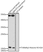TriMethyl-Histone H3-K14 Rabbit pAb