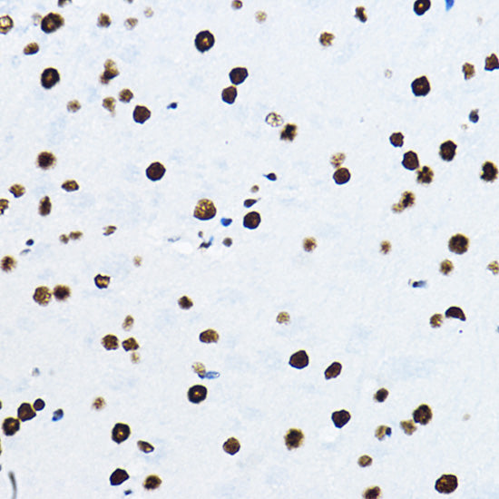 NONO/p54nrb Rabbit pAb