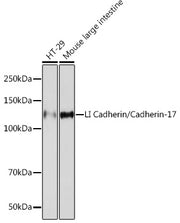 LI Cadherin/Cadherin-17 Rabbit mAb