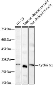Cyclin G1 Rabbit pAb