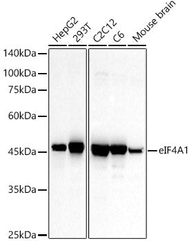 eIF4A1 Rabbit pAb