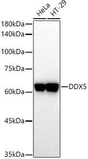 DDX5 Rabbit pAb