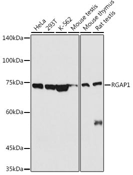 RGAP1 Rabbit pAb