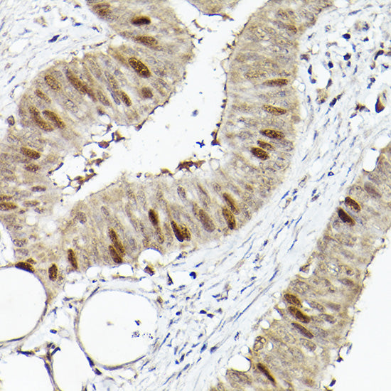 RGAP1 Rabbit pAb