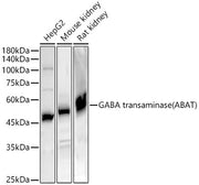 GABA transaminase (ABAT) Rabbit pAb