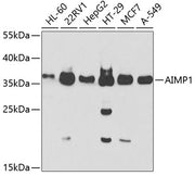 AIMP1 Rabbit pAb