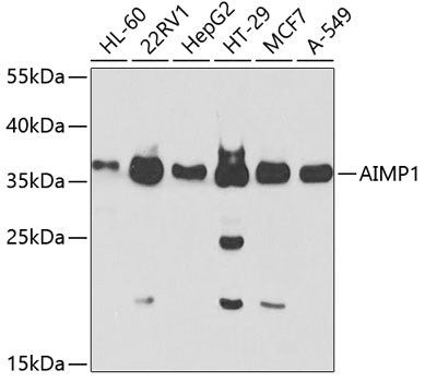AIMP1 Rabbit pAb