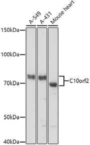 C10orf2 Rabbit pAb
