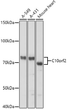 C10orf2 Rabbit pAb