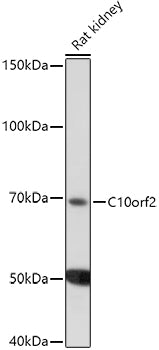 C10orf2 Rabbit pAb