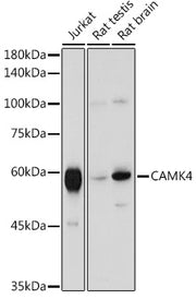 CAMK4 Rabbit pAb
