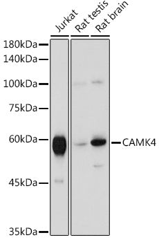 CAMK4 Rabbit pAb
