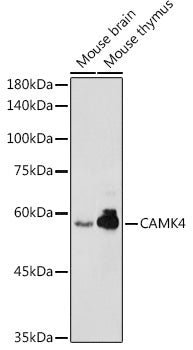 CAMK4 Rabbit pAb