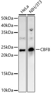 CBFB Rabbit pAb