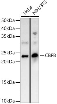 CBFB Rabbit pAb