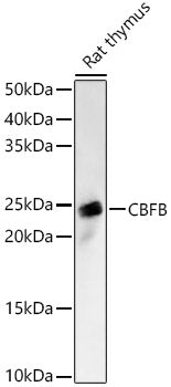 CBFB Rabbit pAb