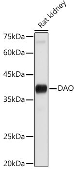 DAO Rabbit pAb