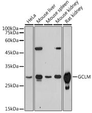 GCLM Rabbit pAb
