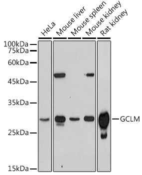 GCLM Rabbit pAb