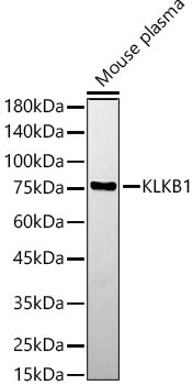 KLKB1 Rabbit pAb
