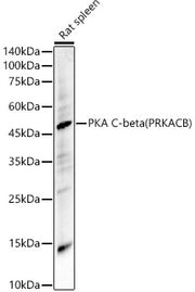 PKA C-beta (PRKACB) Rabbit pAb