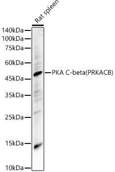 PKA C-beta (PRKACB) Rabbit pAb
