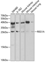 REG1A Rabbit pAb