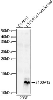 S100A12 Rabbit pAb