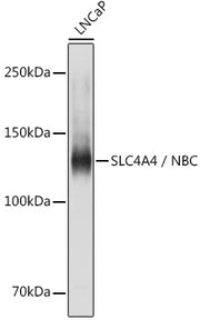 SLC4A4 / NBC Rabbit pAb
