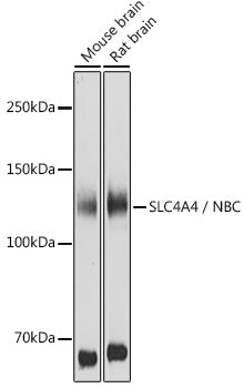 SLC4A4 / NBC Rabbit pAb