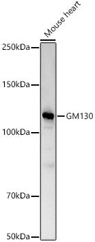 GM130 Rabbit pAb