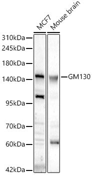 GM130 Rabbit pAb