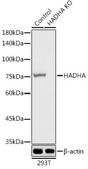 [KO Validated] HADHA Rabbit pAb