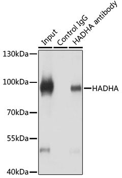 [KO Validated] HADHA Rabbit pAb