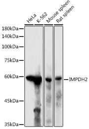 IMPDH2 Rabbit pAb