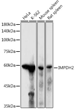 IMPDH2 Rabbit pAb