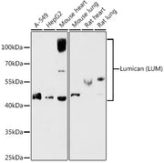 Lumican (LUM) Rabbit pAb
