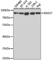 RAD17 Rabbit pAb