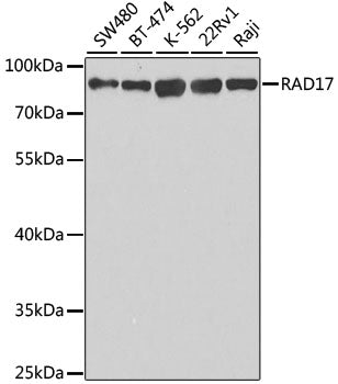 RAD17 Rabbit pAb